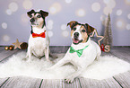 Jack Russell Terrier in Christmas Deko