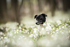 female Jack Russell Terrier