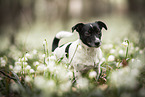 female Jack Russell Terrier