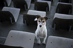 female Jack Russell Terrier