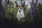 female Jack Russell Terrier