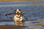 Jack Russell Terrier in the water