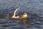 Jack Russell Terrier in the water