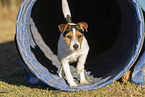 Jack Russell Terrier