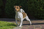 Jack Russell Terrier in summer
