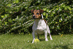 Jack Russell Terrier in summer