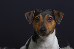 Jack Russell Terrier in studio