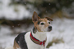 Jack Russell Terrier in the snow