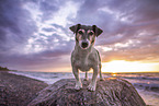 Jack Russell Terrier at the beach