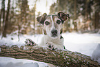 Jack Russell Terrier in winter