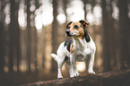 female Jack Russell Terrier