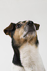 Jack Russell Terrier