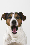 Jack Russell Terrier