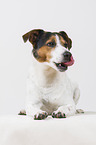 Jack Russell Terrier