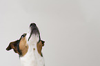 Jack Russell Terrier