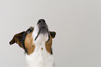 Jack Russell Terrier