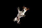 Jack Russell Terrier in Studio