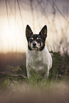 old Jack Russell Terrier