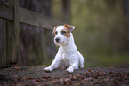 adult Jack Russell Terrier