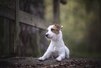 adult Jack Russell Terrier