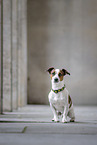 adult Jack Russell Terrier