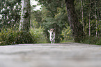 Jack Russell Terrier