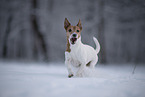 Jack Russell Terrier in snow