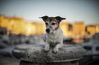 Jack Russell Terrier