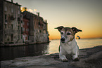 Jack Russell Terrier