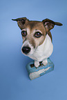 Jack Russell Terrier