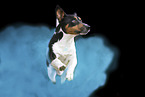 Jack Russell Terrier in studio