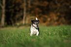 old Jack Russell Terrier