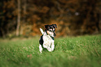 old Jack Russell Terrier