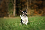 old Jack Russell Terrier