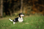 old Jack Russell Terrier