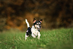 old Jack Russell Terrier