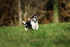 old Jack Russell Terrier