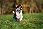 old Jack Russell Terrier