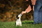 old Jack Russell Terrier