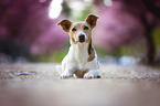 Jack Russell Terrier in front of cherry blossoms