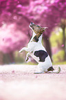 Jack Russell Terrier in front of cherry blossoms
