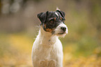 Jack Russell Terrier