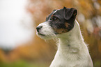 Jack Russell Terrier