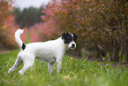 Jack Russell Terrier