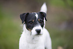 Jack Russell Terrier