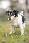 male Jack Russell Terrier