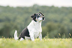male Jack Russell Terrier