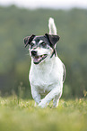 male Jack Russell Terrier