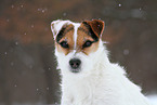 female Jack Russell Terrier in the snow