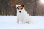 female Jack Russell Terrier in the snow